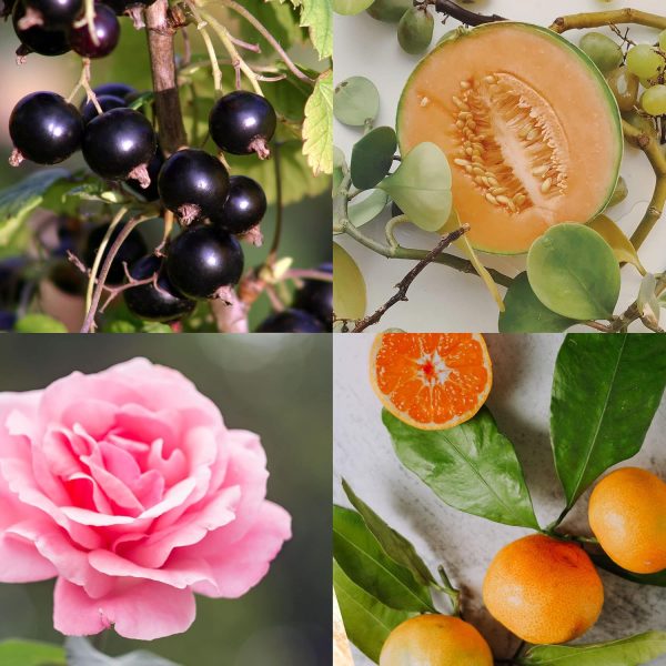 Queen of the Universe by Juicy Couture Candle queens college